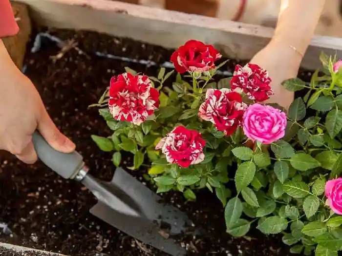 بهترین زمان کود دهی گل محمدی