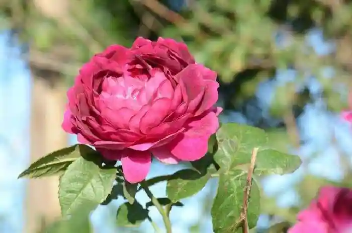 بهترین کود برای گل محمدی - خرید کود گل محمدی - نمای 2