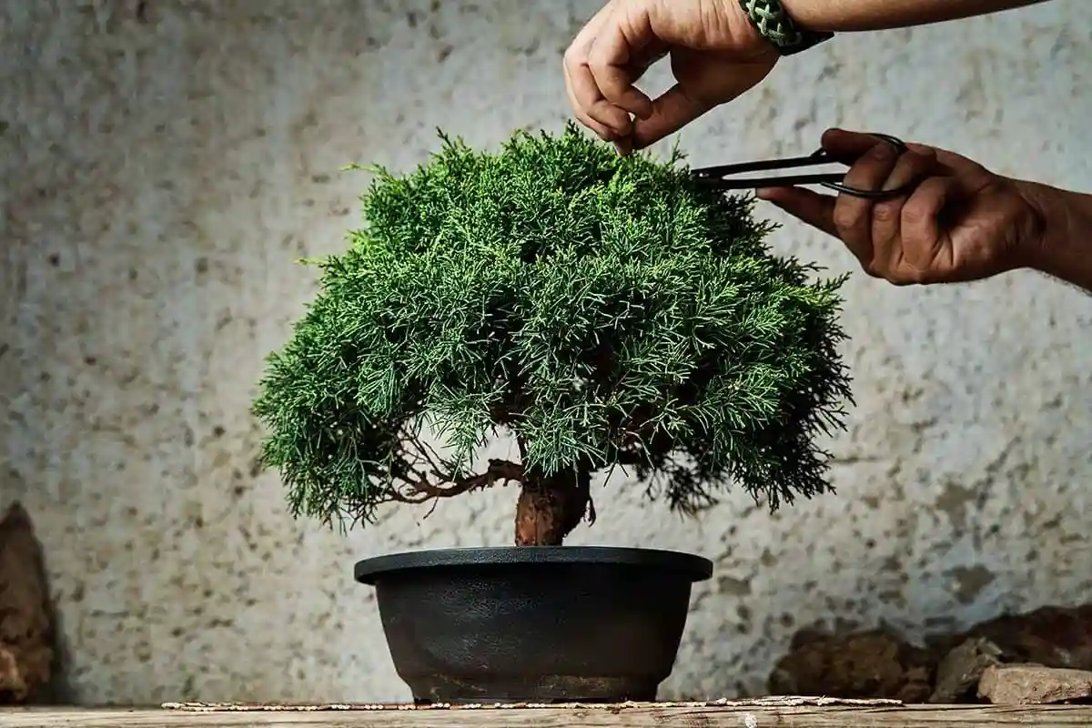 کود سه بیست برای بونسای