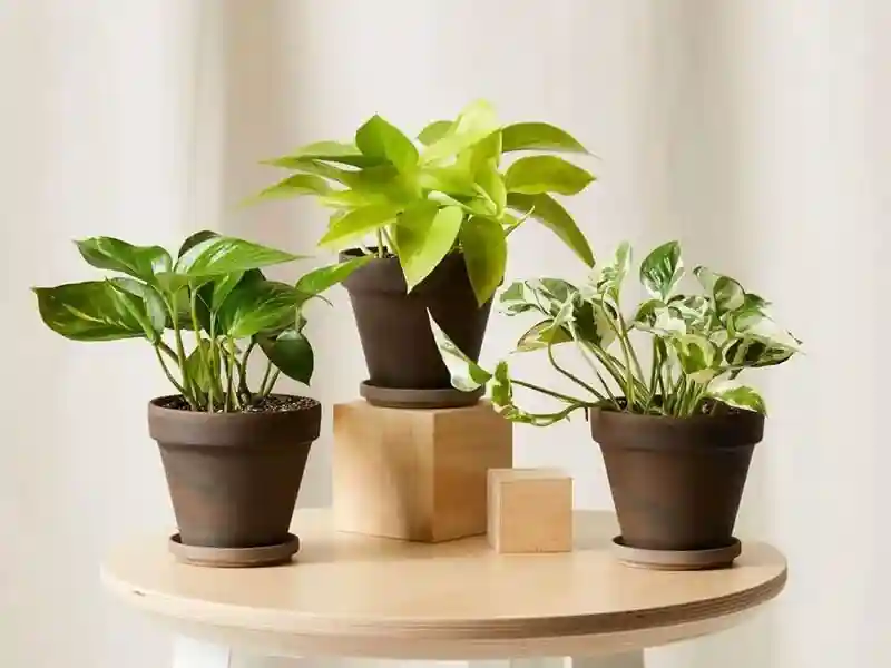 برای سبز شدن برگ گیاهان چه کنیم - بررسی راهکارهایی برای سبز و شاداب تر شدن برگ گیاهان - نمای 3