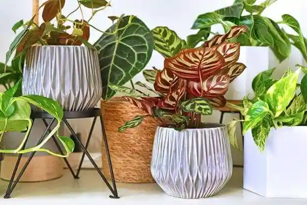 برای سبز شدن برگ گیاهان چه کنیم - بررسی راهکارهایی برای سبز و شاداب تر شدن برگ گیاهان - نمای 2