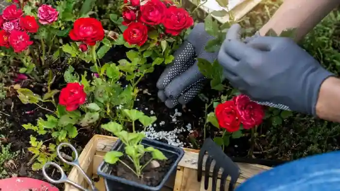 بهترین کود برای گل محمدی - روش کوددهی گل محمدی