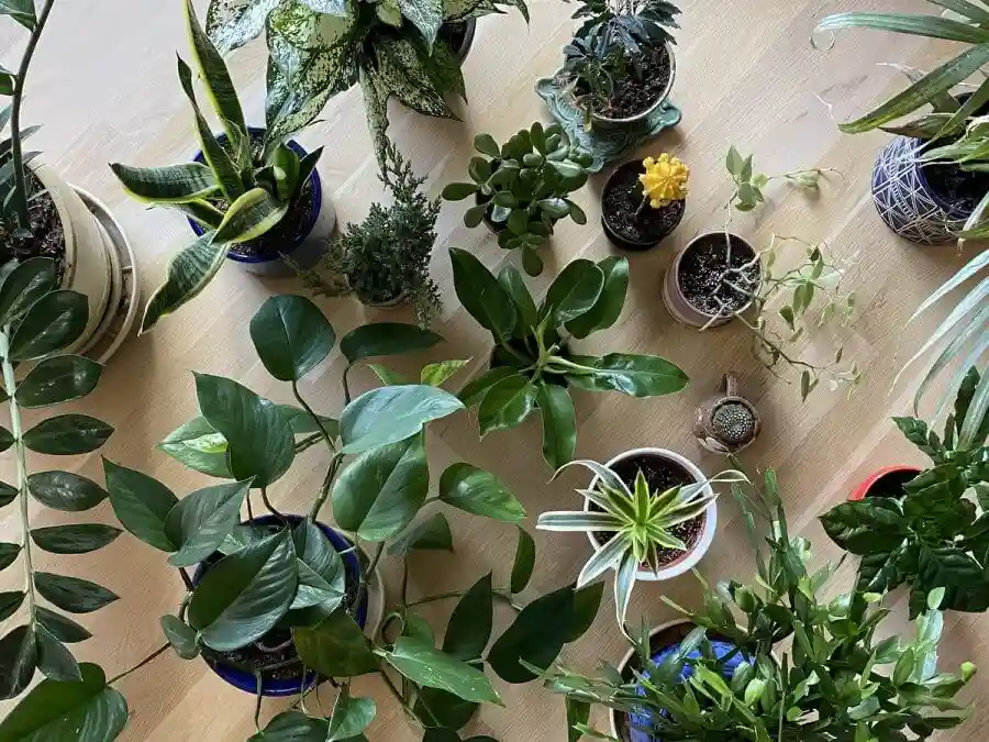 برای سبز شدن برگ گیاهان چه کنیم - بررسی راهکارهایی برای سبز و شاداب تر شدن برگ گیاهان
