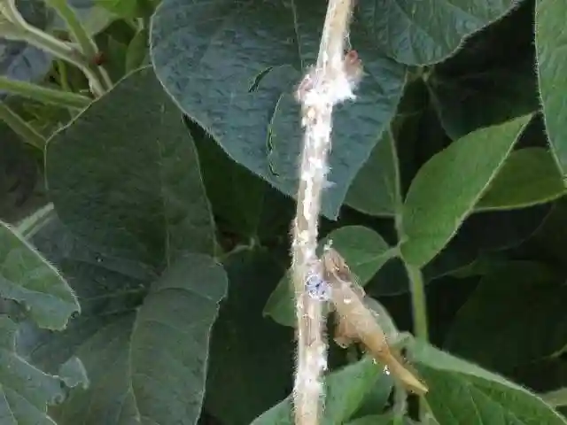 علت سفیدک زدن ساقه گیاه