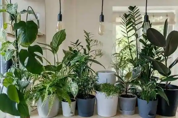 تشخیص بیماری گل‌ها و درختان از روی برگ