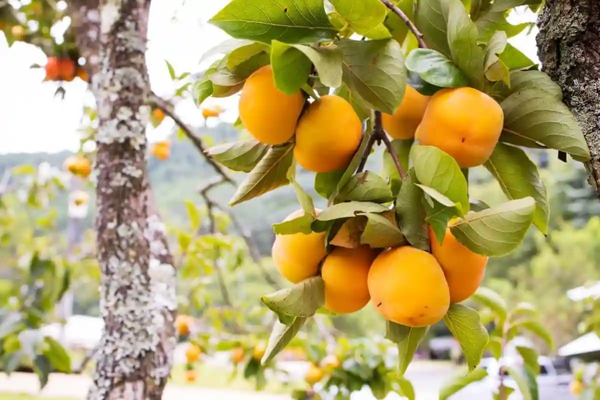 بهترین کود برای درخت زردالو - خرید کود برای درخت زردآلو