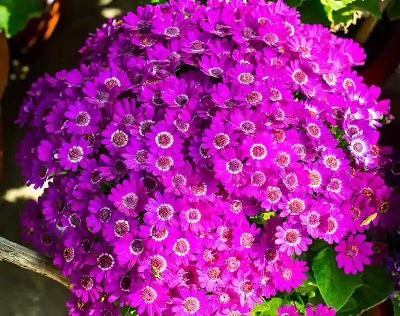 گل سینره