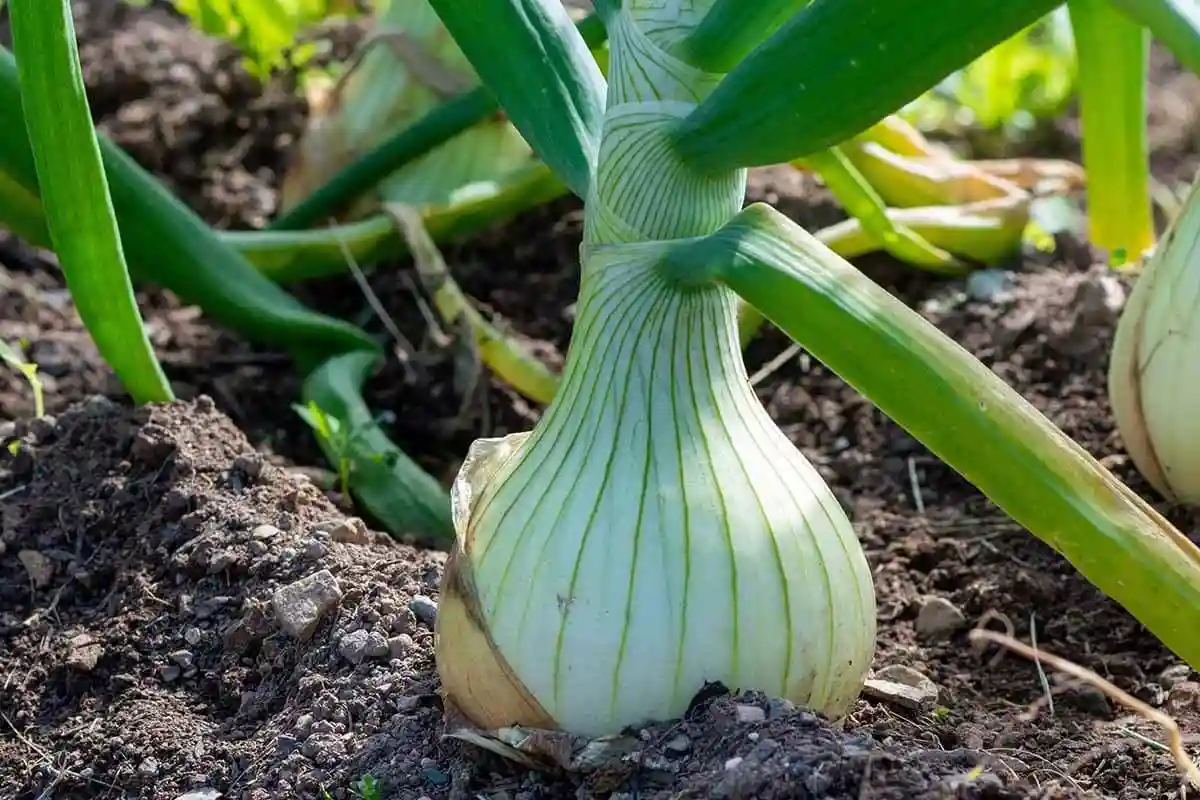 خرید کود برای پیاز