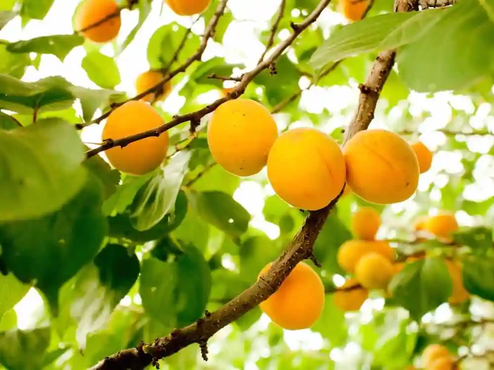 بهترین کود برای رشد درخت زردالو