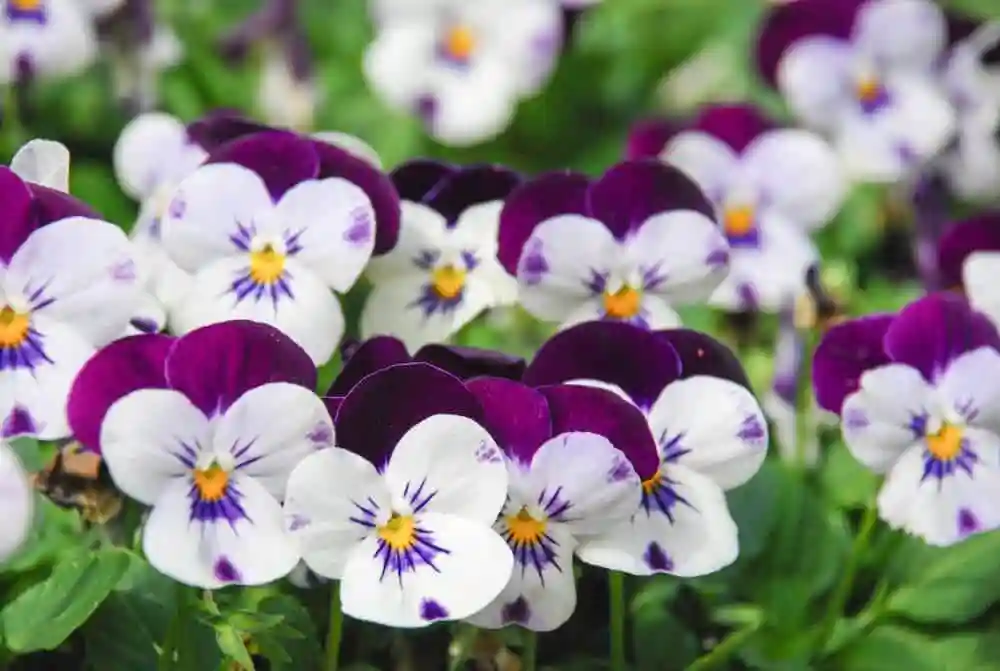 همه چیز درباره گل بنفشه