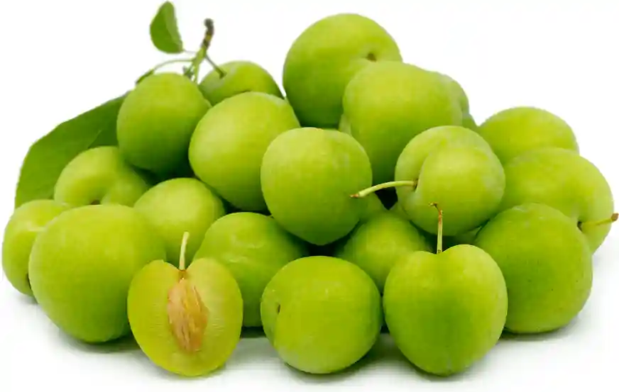 انواع درخت آلوچه