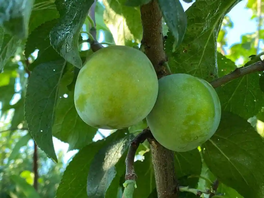 زمان کوددهی درخت گوجه سبز