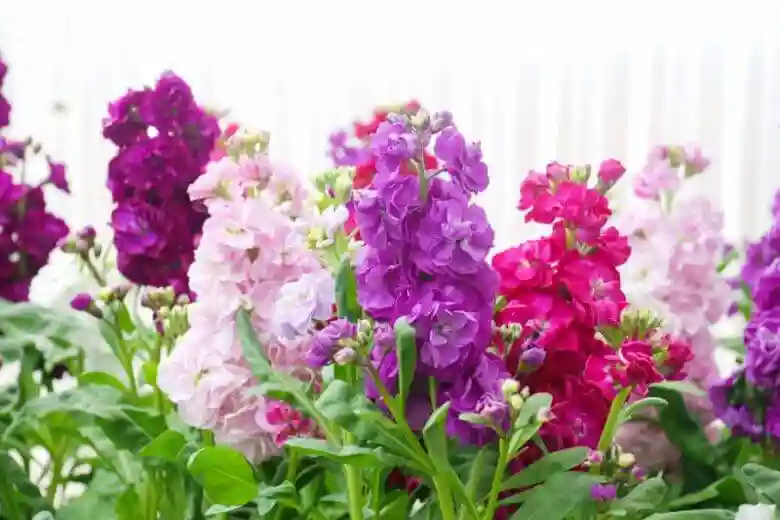 استفاده از کود برای گل شب بو مناسب است یا نه ؟