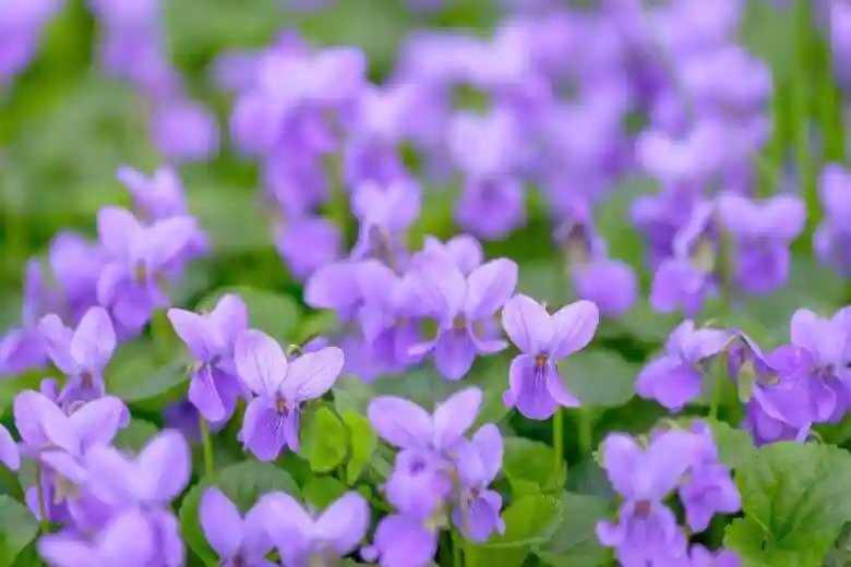 عمر گل بنفشه