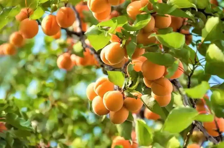 بهترین کود برای درخت زردالو - انواع کود برای درشت شدن زردالو