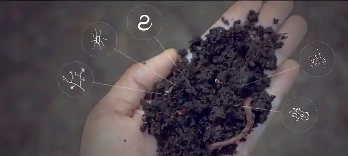 بررسی تجمع املاح در خاک