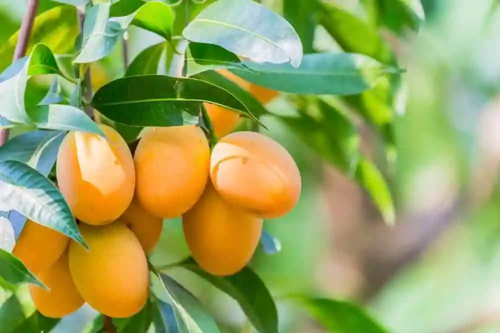 انواع کود برای درخت انبه