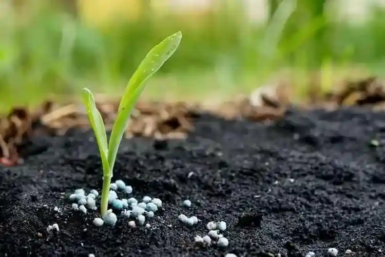 بهترین کود برای رشد سبزیجات