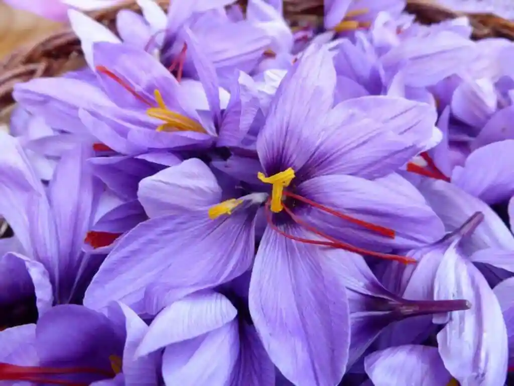 کود آهن برای زعفران
