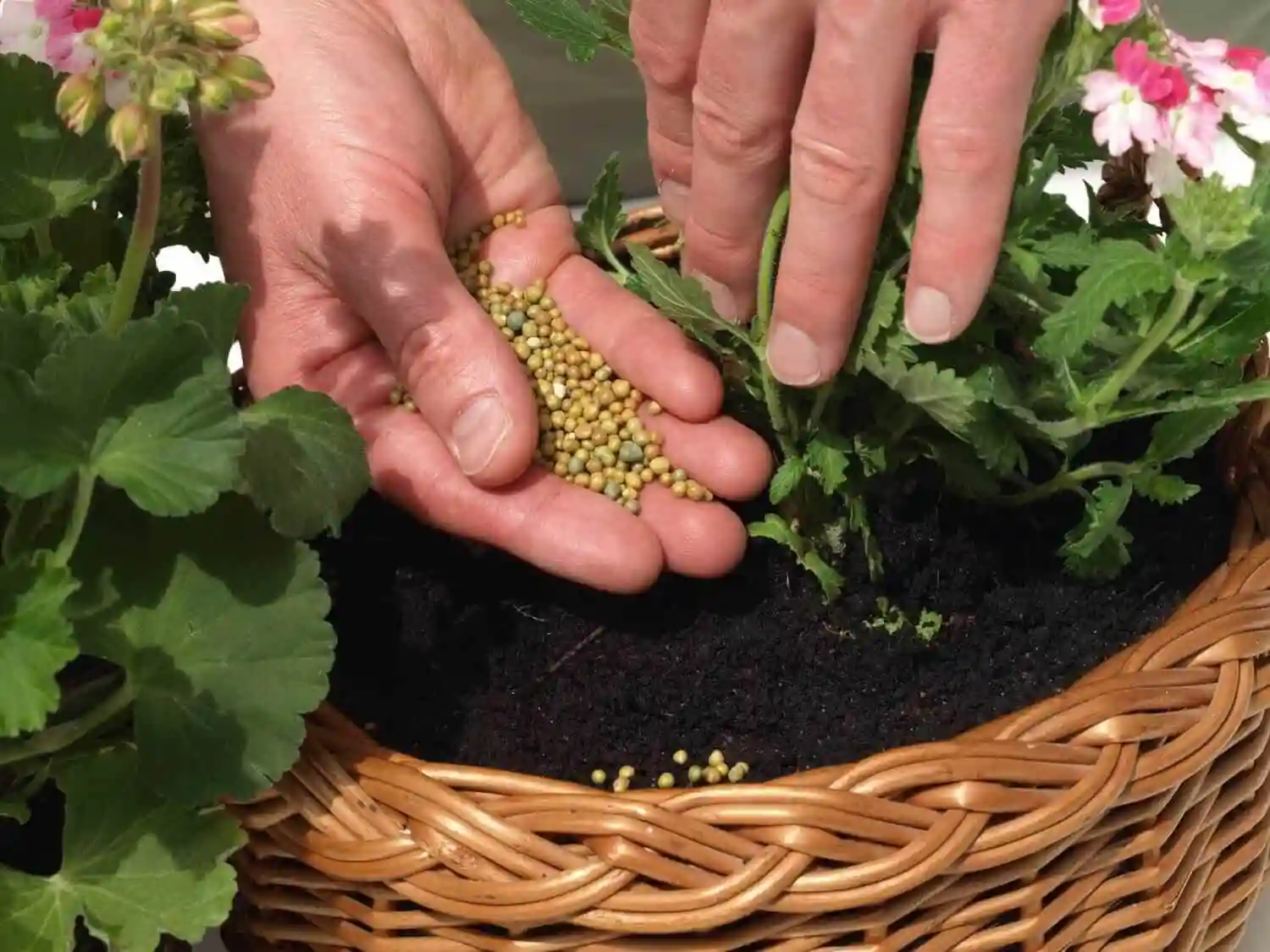 کود گلدهی گل کاغذی