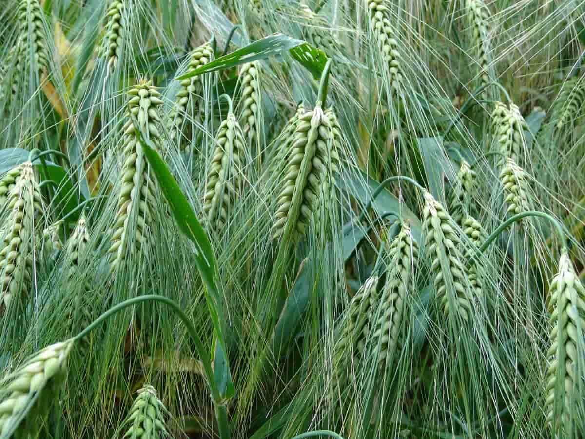 تأثیرات محیطی و اقتصادی استفاده از کود آهن برای گندم