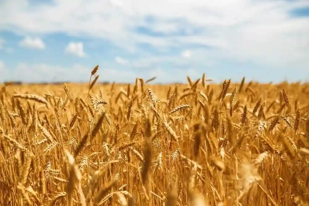 بهترین نوع کود آهن برای گندم