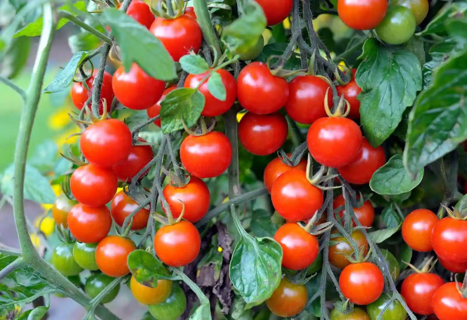 کود سه بیست برای گوجه فرنگی