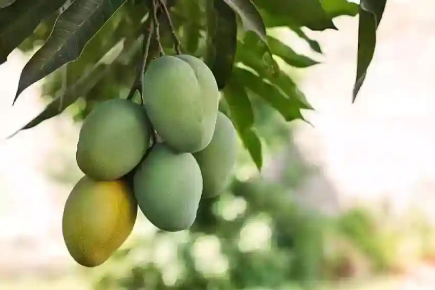 بررسی بهترین کود مناسب درخت انبه - مزایا و معایب کود درخت انبه - نمای 2