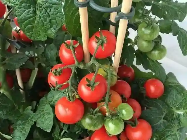 راهنمای انتخاب و مصرف کود برای گوجه فرنگی - خرید کود برای گوجه فرنگی - نمای 2