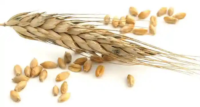 مقدار مصرف مناسب کود آهن برای گندم