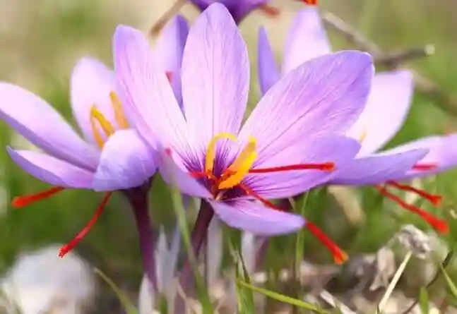 انواع کود برای زعفران