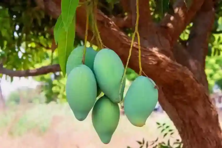 شیوه کوددهی به درخت انبه