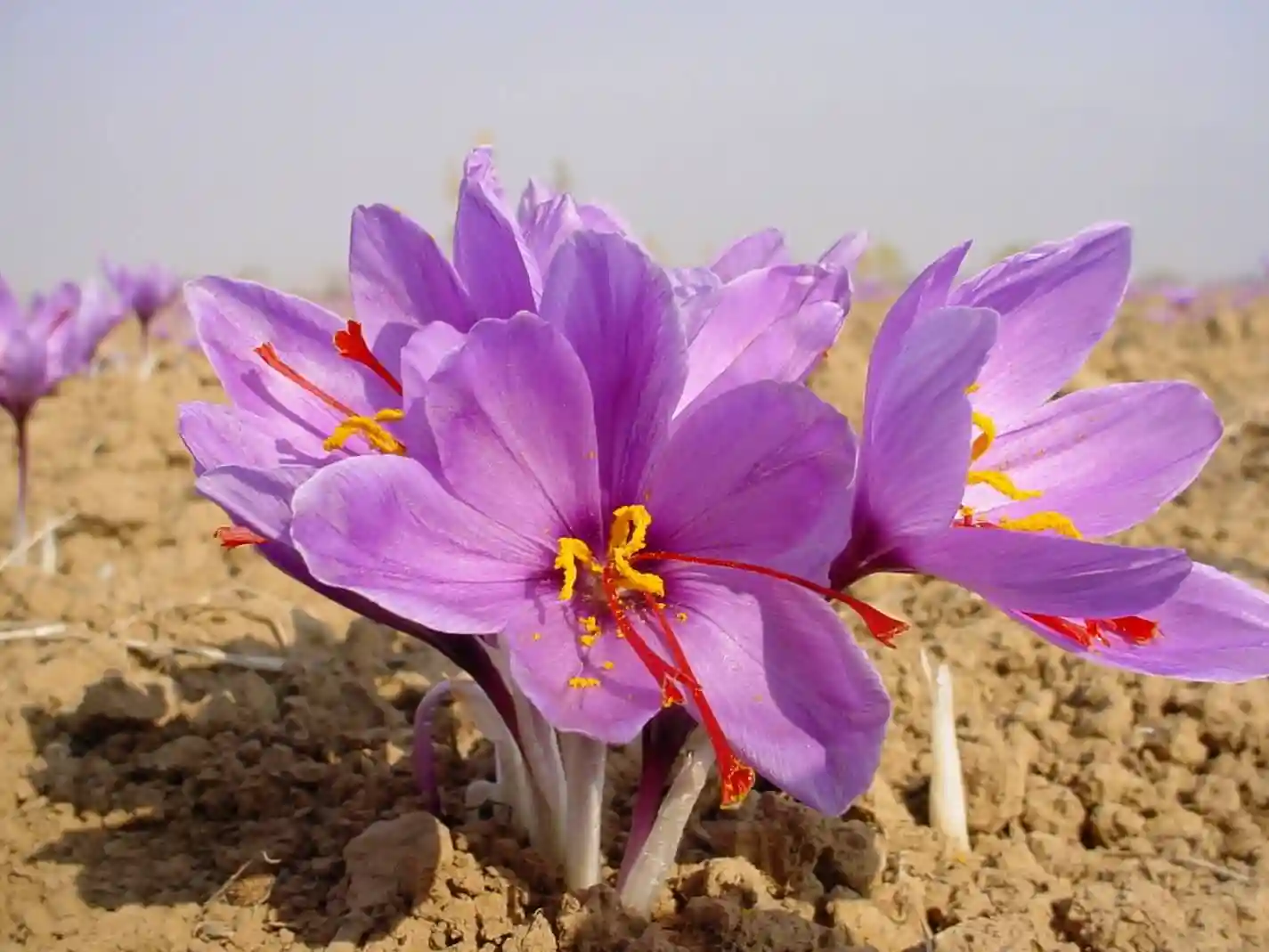 کود سه بیست برای زعفران