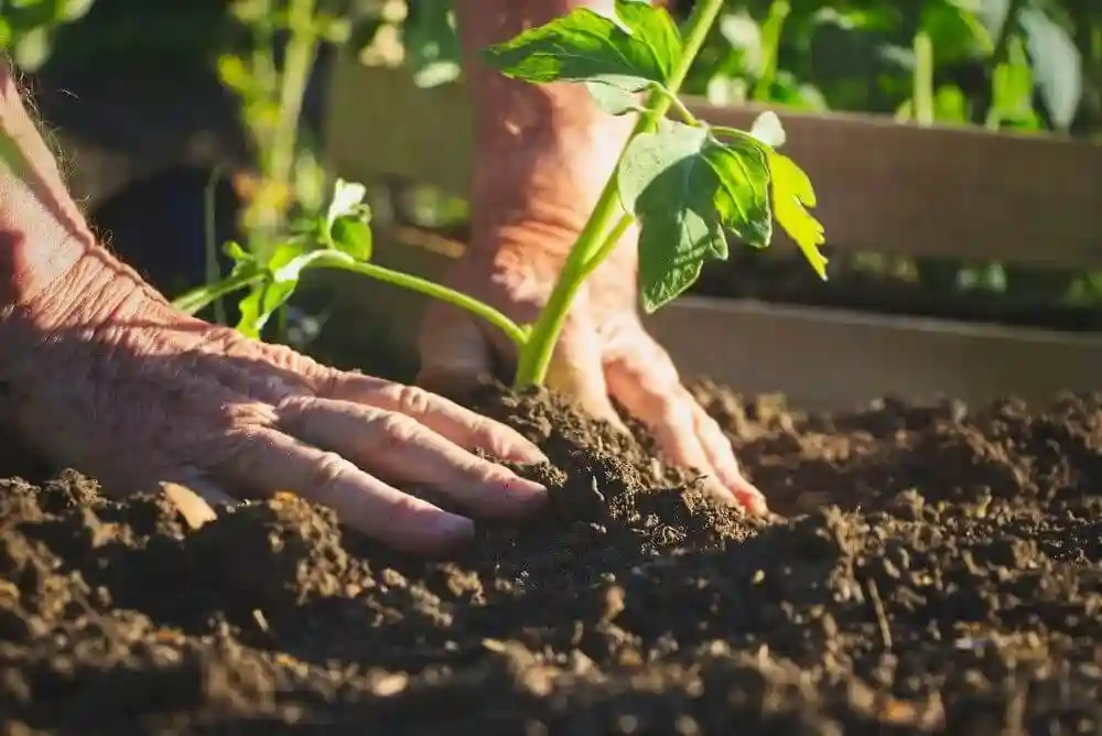راهنمای انتخاب و مصرف کود برای گوجه فرنگی - خرید کود برای گوجه فرنگی