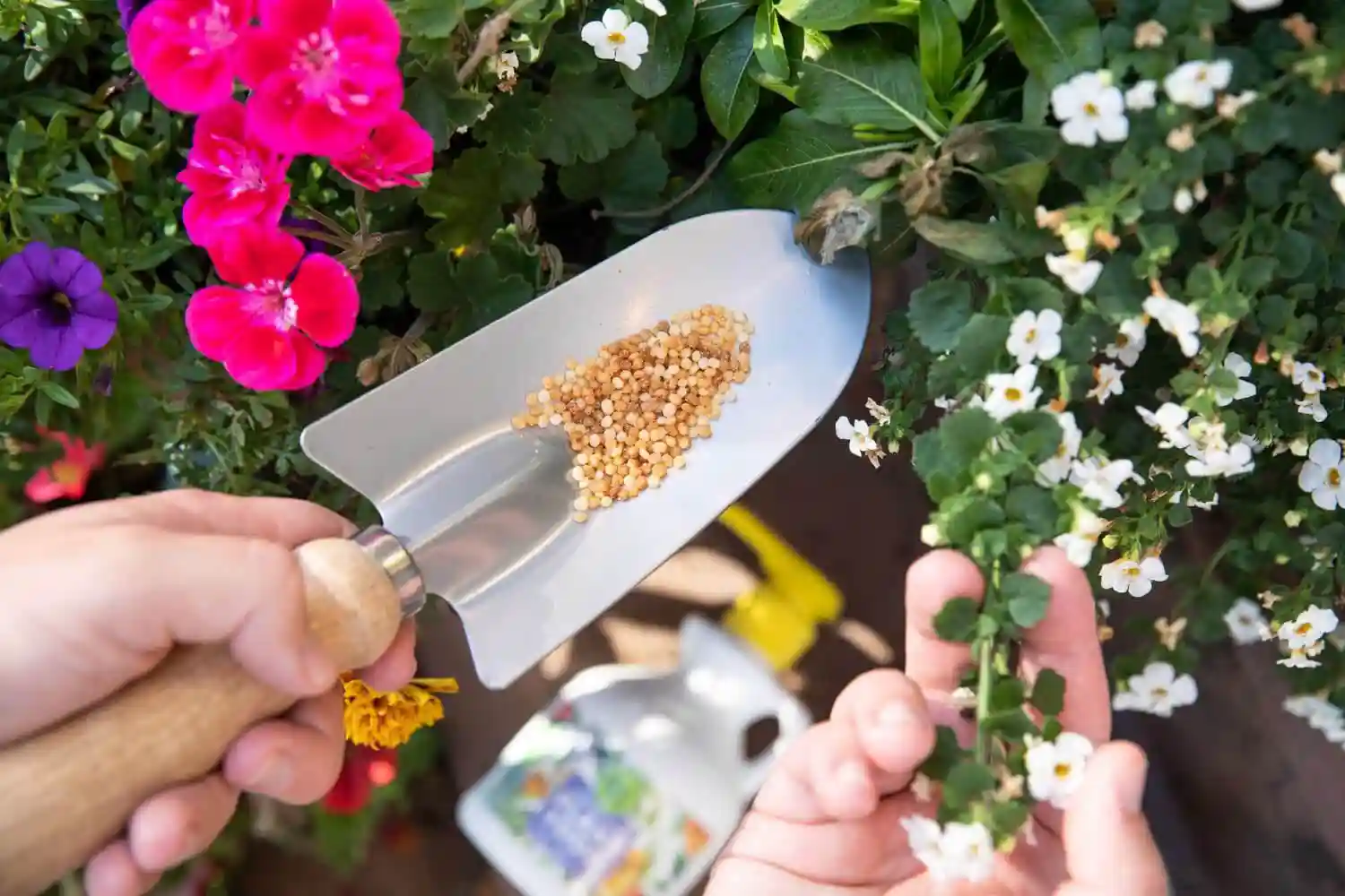 کود سه بیست برای گل کاغذی