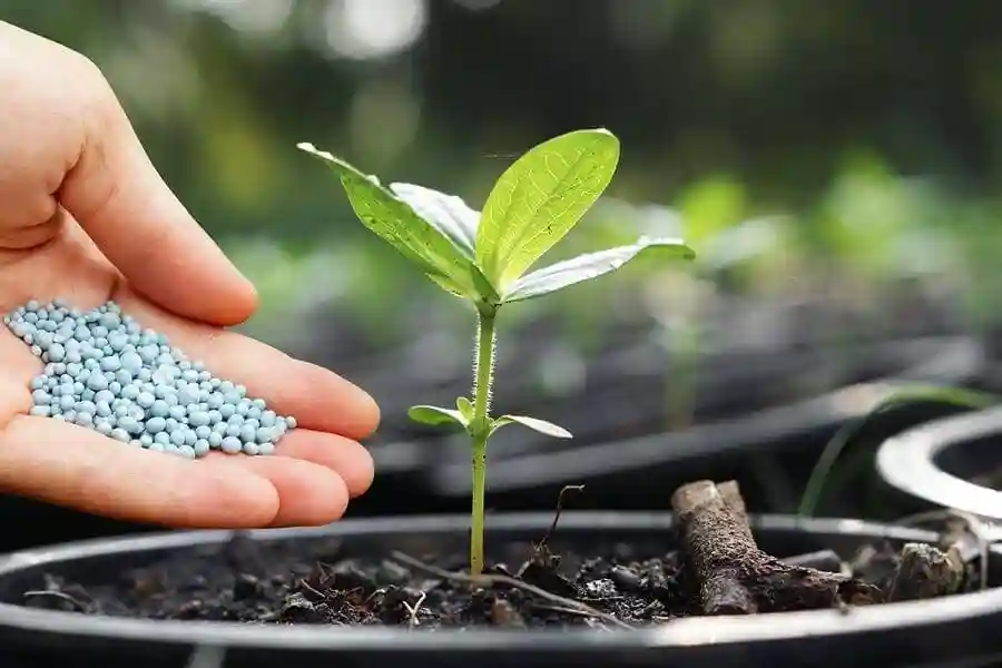 کود برای رشد سریع سبزیجات - 13 نوع بهترین کود برای رشد سبزیجات