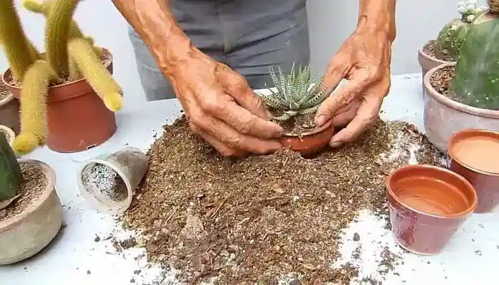 4 شرط نگهداری از کاکتوس