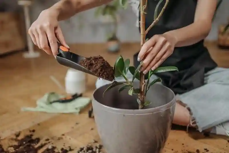بهترین کود برای بنجامین