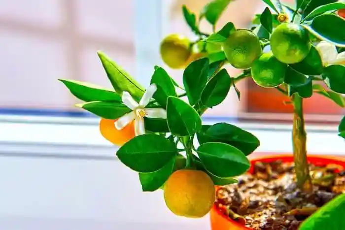 روش‌های پرورش درختان نارنج و پرتقال