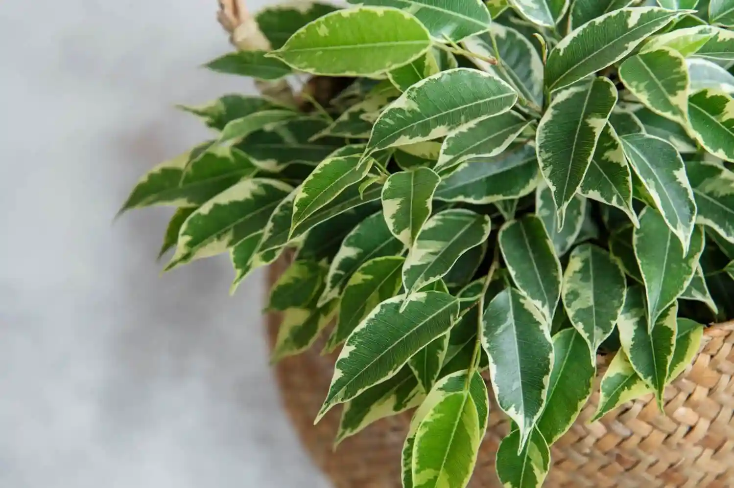 کود مناسب برای بنجامین