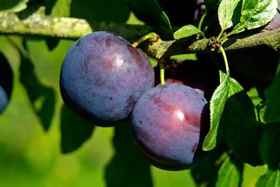 بهترین کود درشت شدن میوه درختان