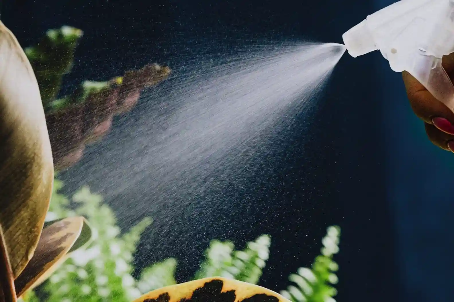 شیر برای گل فیکوس چه فایدهای دارد؟ - مزایا استفاده از شیر برای فیکوس