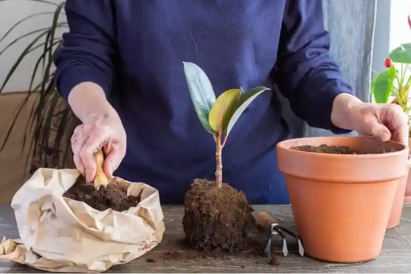 شرایط و نگهداری از گیاه فیکوس