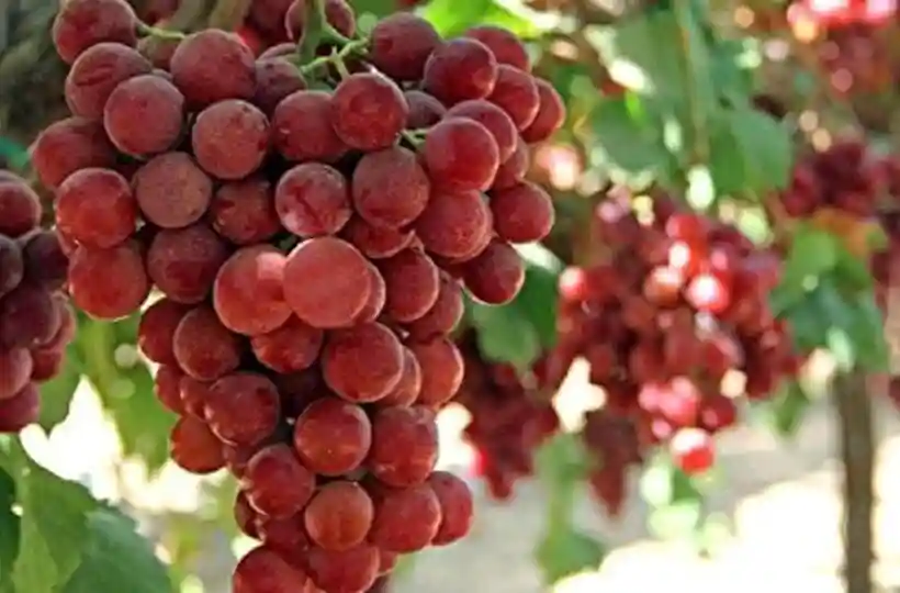 کود رنگ آوری میوه
