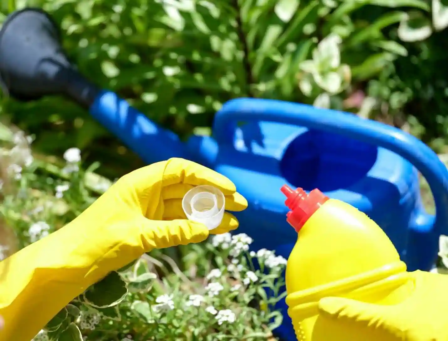 طریقه مصرف کود گل‌دهی