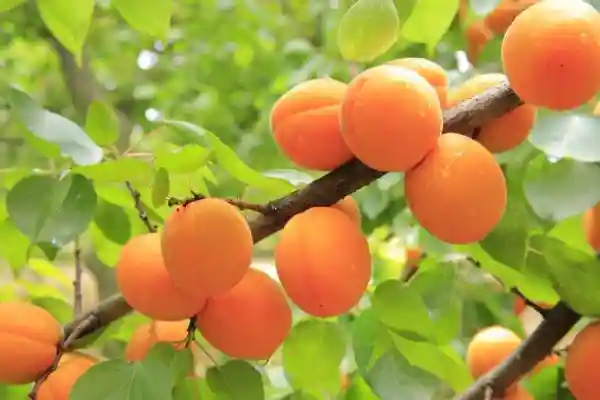 مشاوره خرید کود محرک رشد میوه و درشت شدن آن