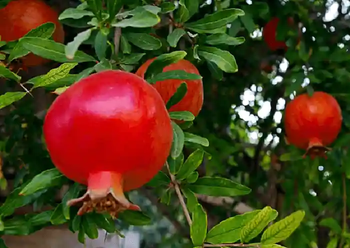 6 عامل تأثیرگذار در رنگ گیری دانه های انار