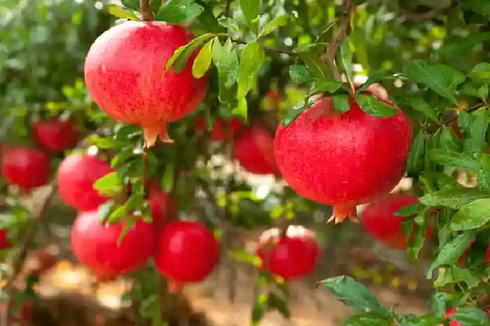 کود مناسب برای رنگ دار شدن دانه های انار + دیگر راهها - راههای رنگ دار شدن دانه انار