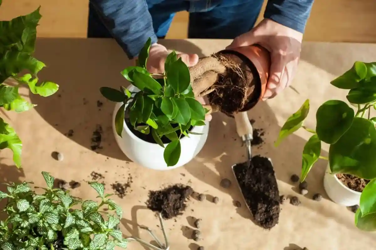 معایب استفاده از شیر برای گیاهان آپارتمانی