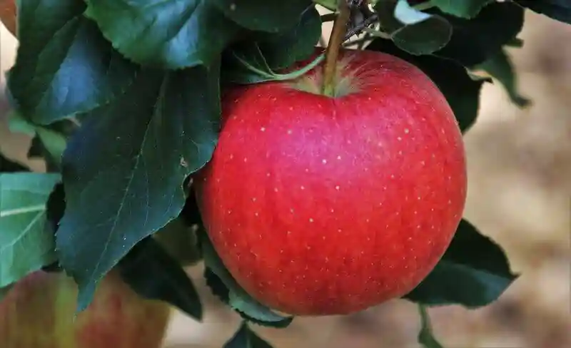 مزایای رنگ دهی میوه سیب